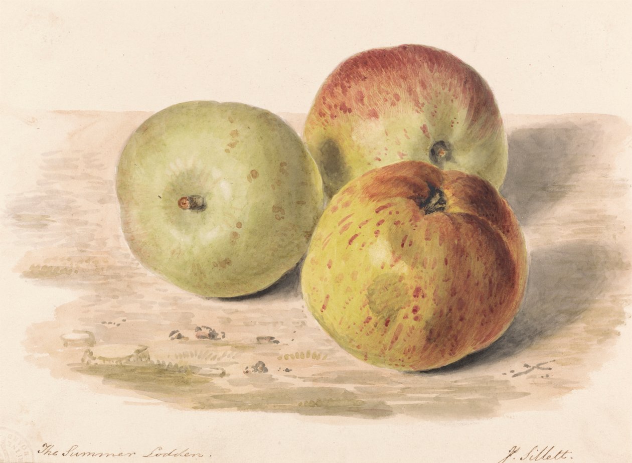 De zomer Lodden, sept. 1832: Een stillevenstudie van drie appels door James Sillett