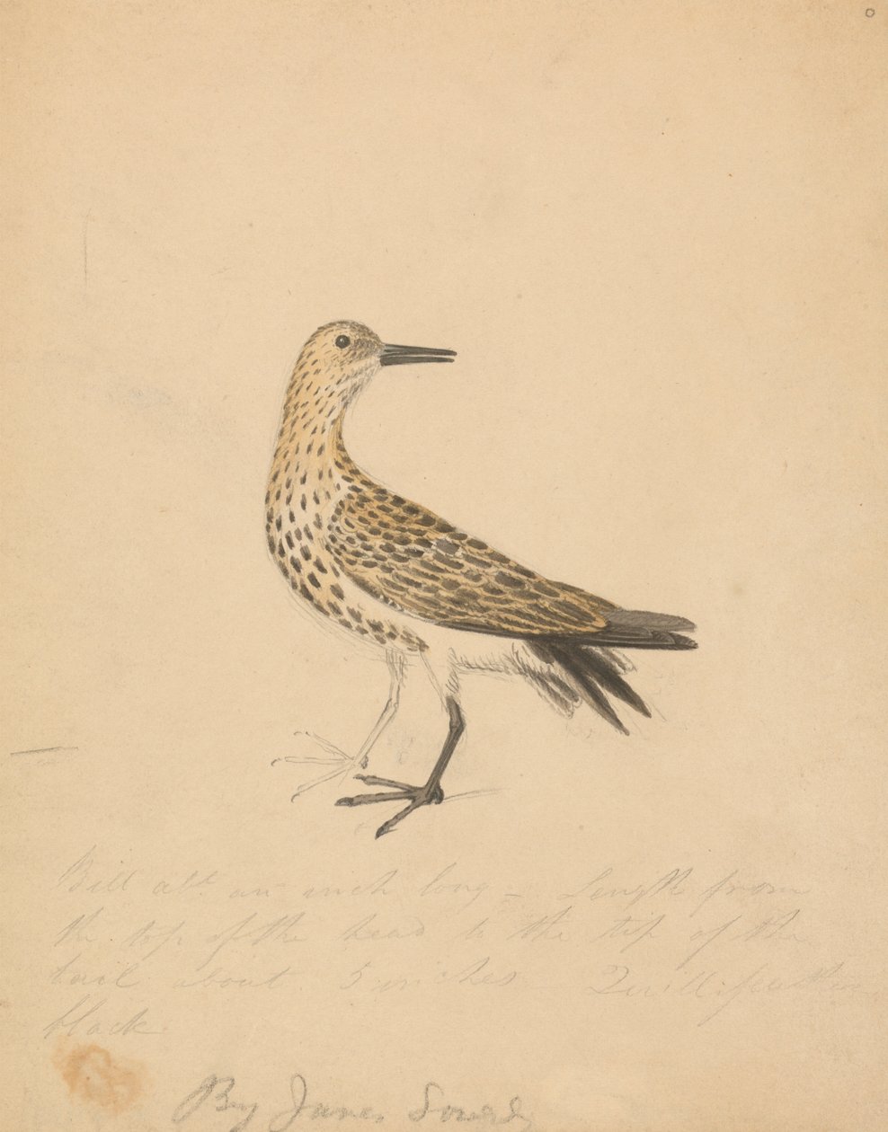 Een vogel door James Sowerby