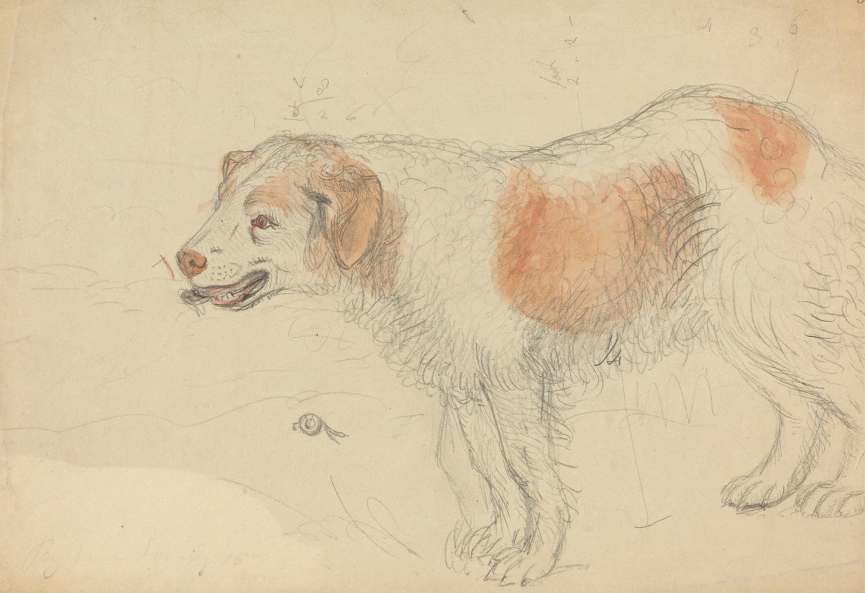 Een hond door James Sowerby