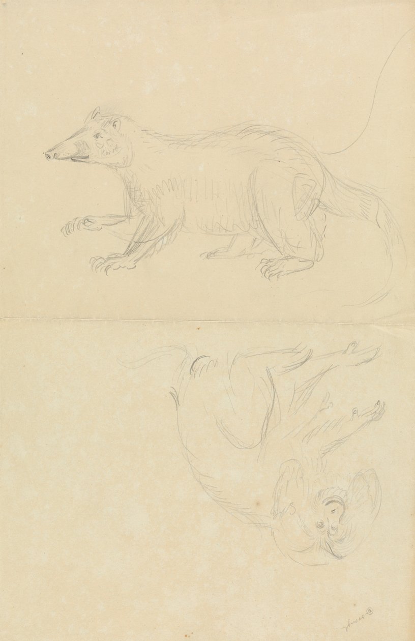 Een zoogdier (coatimundi?) en een primaat (marmoset?). Een coatimundi en een leeuwenkopmarmoset door James Sowerby