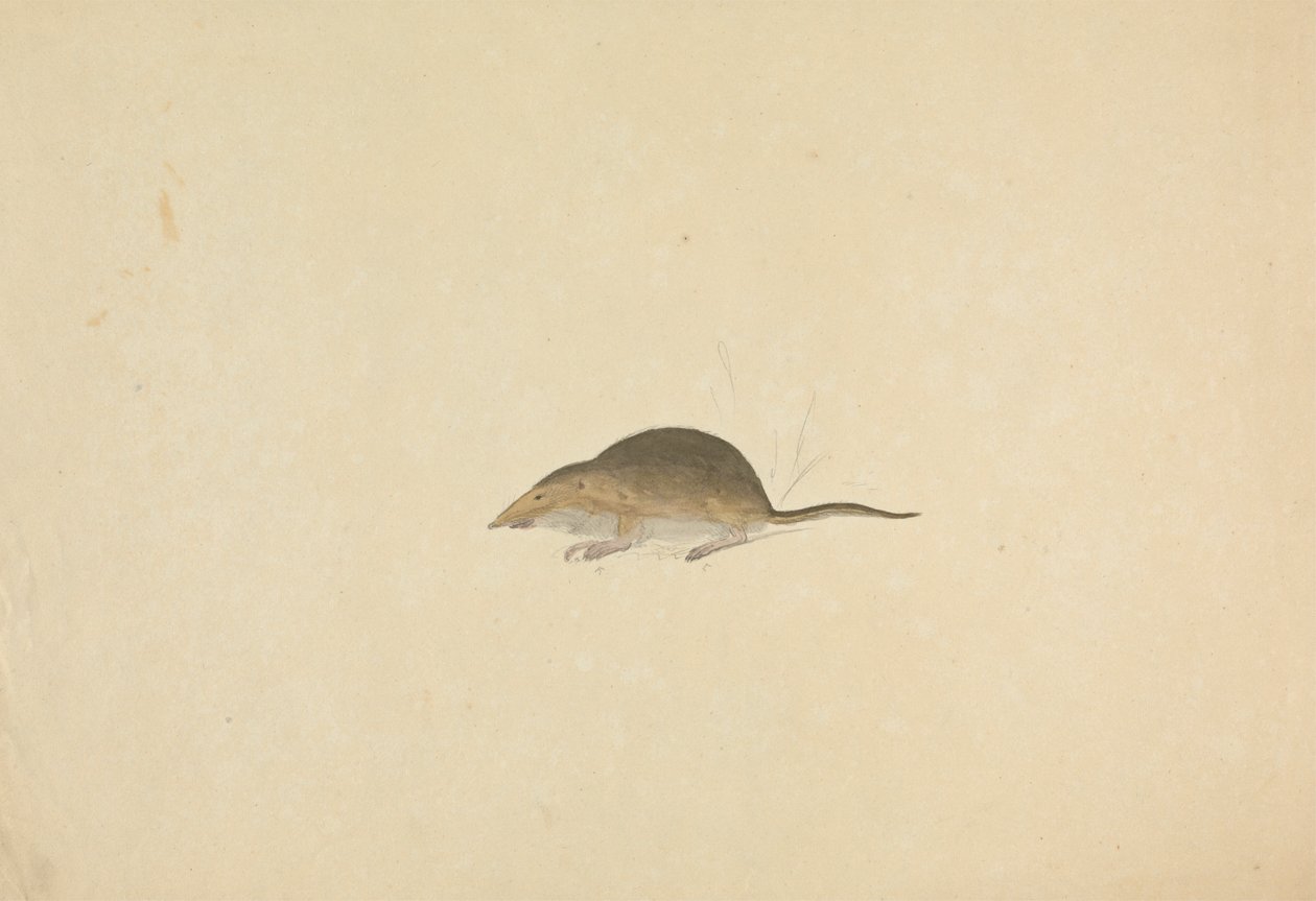 Een spitsmuis door James Sowerby