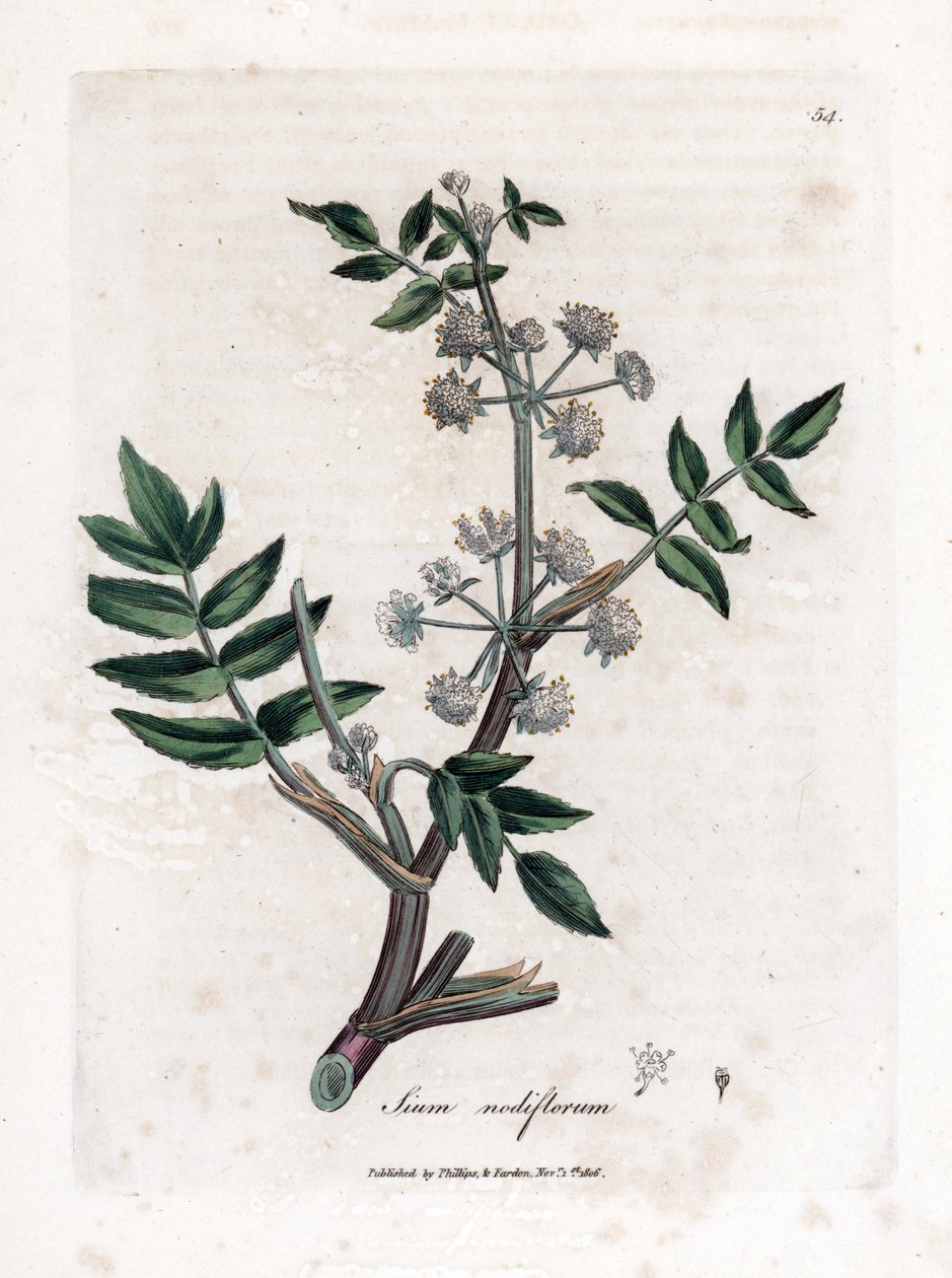 Watereppe, Sium nodiflorum. Illustratie van James Sowerby uit William Woodville en Sir William Jackson Hooker