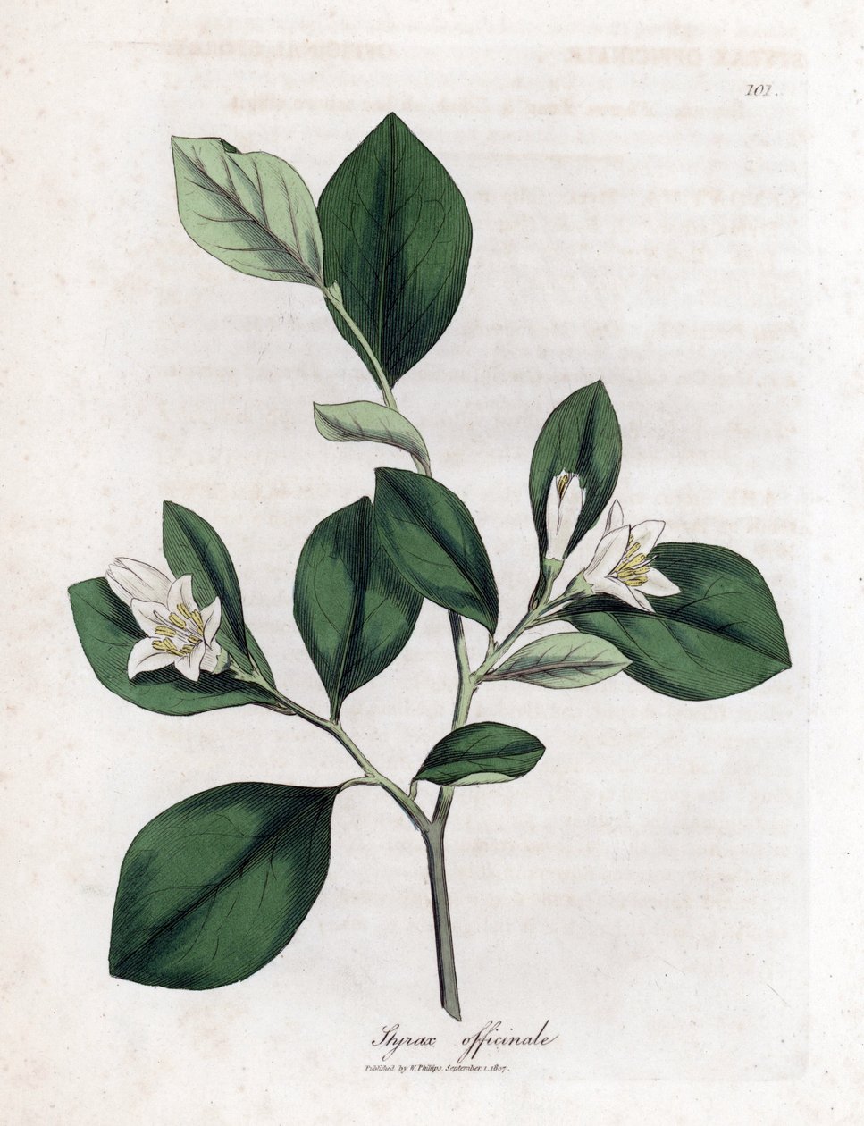 Aliboufier - Storax, Styrax officinalis. Handgekleurde kopergravure uit een botanische illustratie door James Sowerby uit William Woodville en Sir William Jackson Hooker