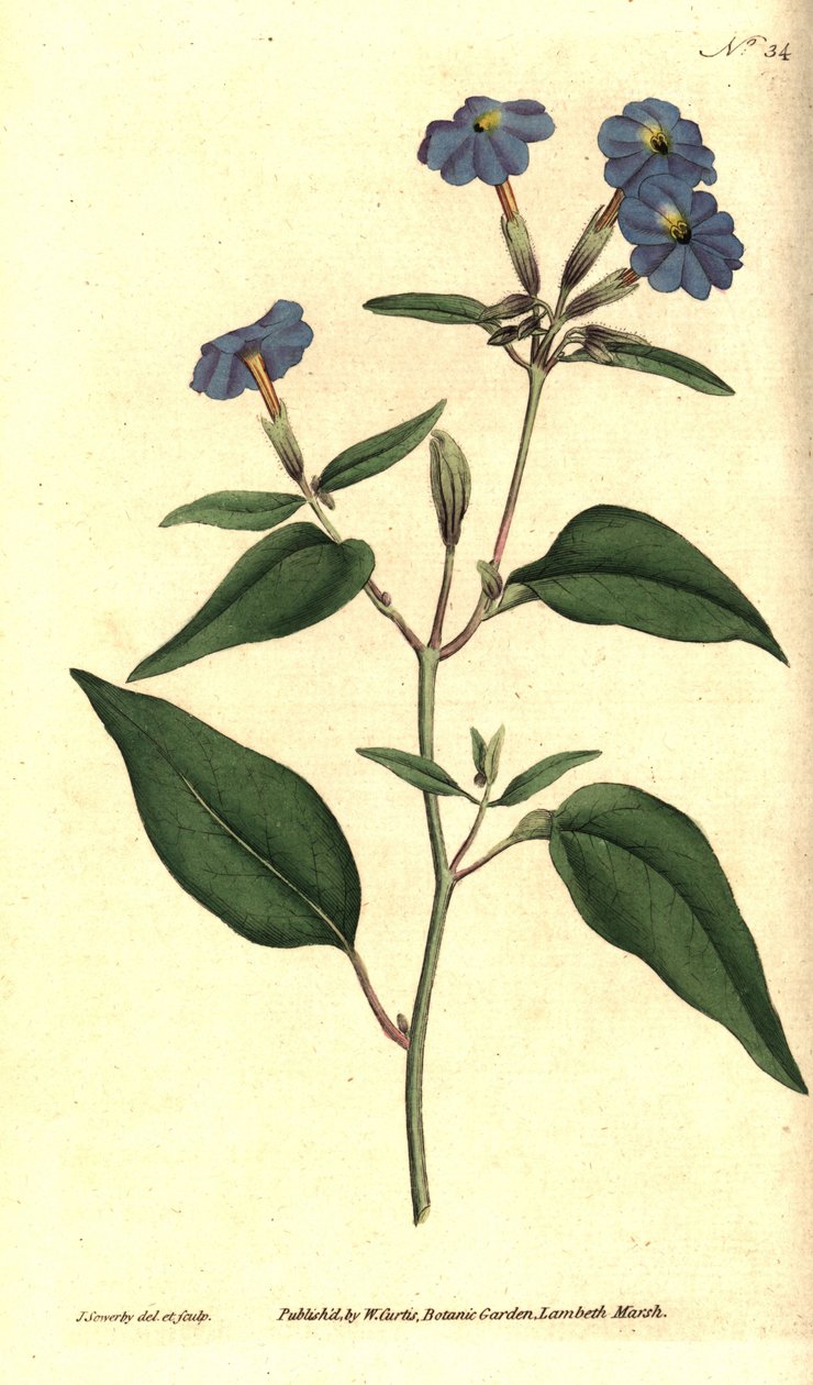 Amerikaanse browallia - Jamaicaanse vergeet-mij-niet, amethistbloem of struikviolet, Browallia americana. Handgekleurde kopergravure en botanische illustratie door James Sowerby uit William Curtis