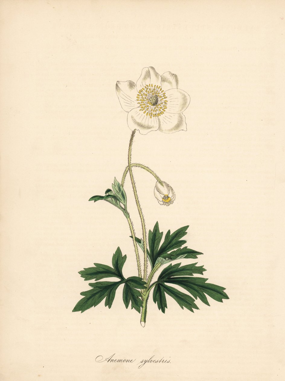 Sneeuwklokjesanemoon, Anemone sylvestris. Illustratie van James Sowerby in William Curtis