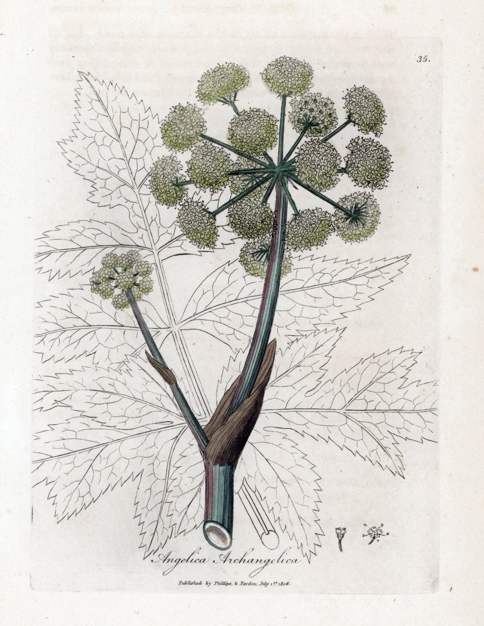 Tuinengelwortel, Angelica archangelica. Illustratie van James Sowerby uit William Woodville en Sir William Jackson Hooker