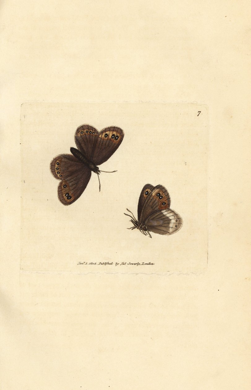 Arran bruin, Erebia ligea (Papilio ligea) door James Sowerby