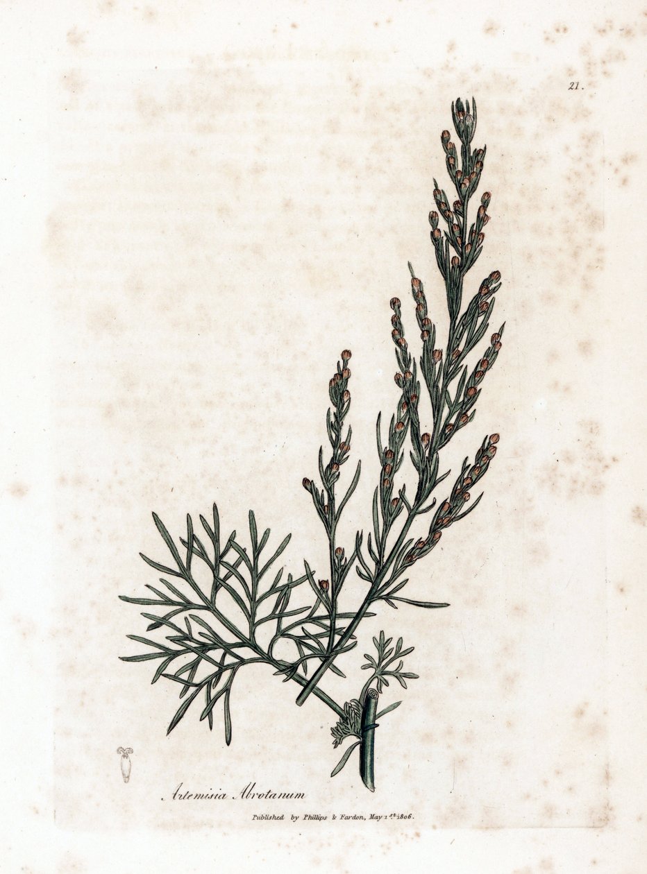 Aurone of citroengras of alsem citroengras - Zuidelijke alsem, Artemisia abrotanum. Handgekleurde kopergravure uit een botanische illustratie door James Sowerby uit William Woodville en Sir William Jackson Hooker