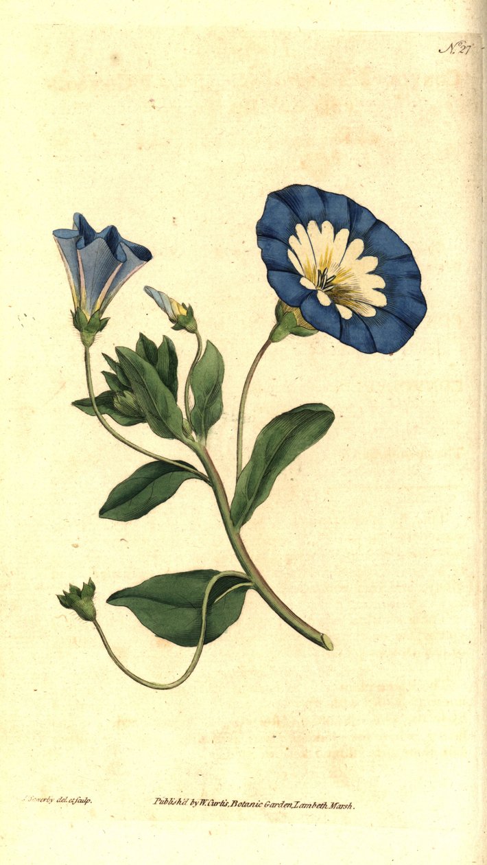 Mooie dag of driekleurige winde - Kleine winde, Convolvulus tricolor. Handgekleurde kopergravure en botanische illustratie door James Sowerby uit William Curtis