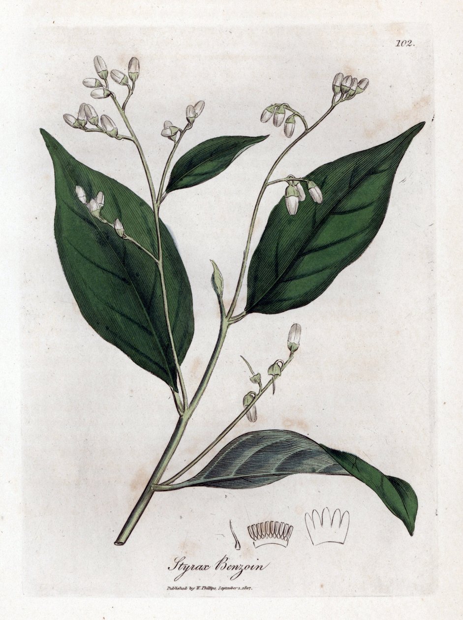 Benzoin - Benjamijnboom, Styrax benzoin. Handgekleurde kopergravure uit een botanische illustratie door James Sowerby uit William Woodville en Sir William Jackson Hooker