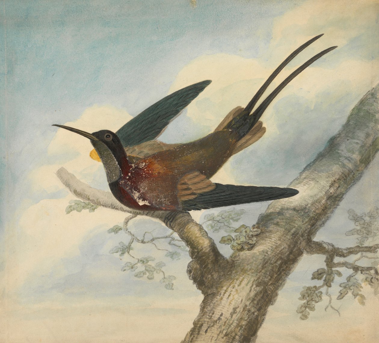 Paradijsvogel en verso: schets van een bloem door James Sowerby