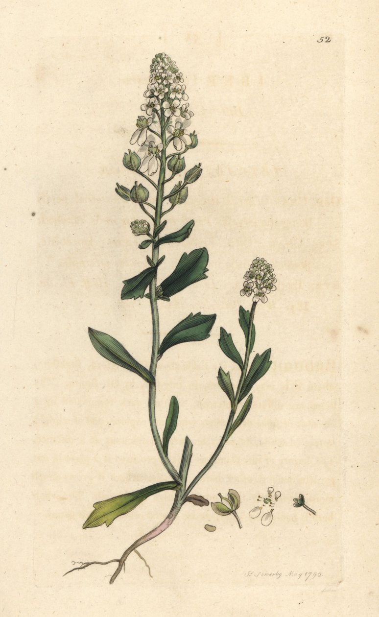 Bittere scheefbloem, Iberis amara. Handgekleurde kopergravure naar een illustratie door James Sowerby uit James Smith