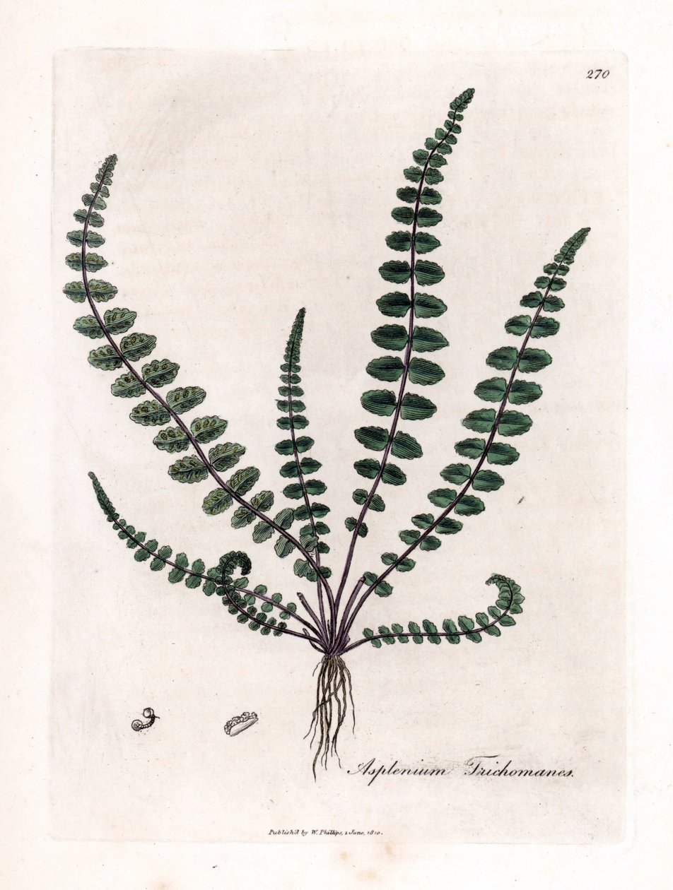 Zwart haarmos, Asplenium trichomanes. Illustratie van James Sowerby uit William Woodville en Sir William Jackson Hooker