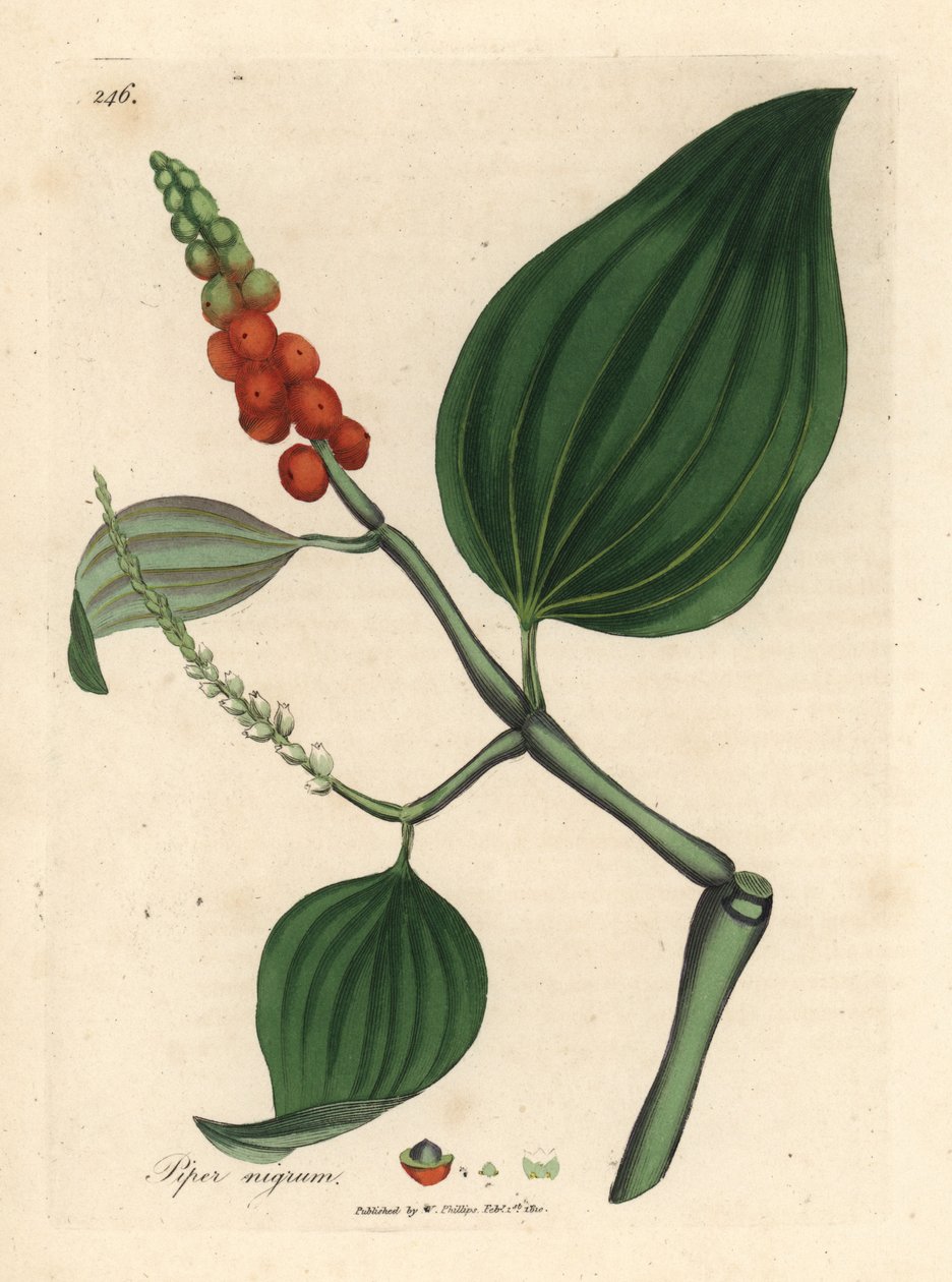Zwarte peper door James Sowerby