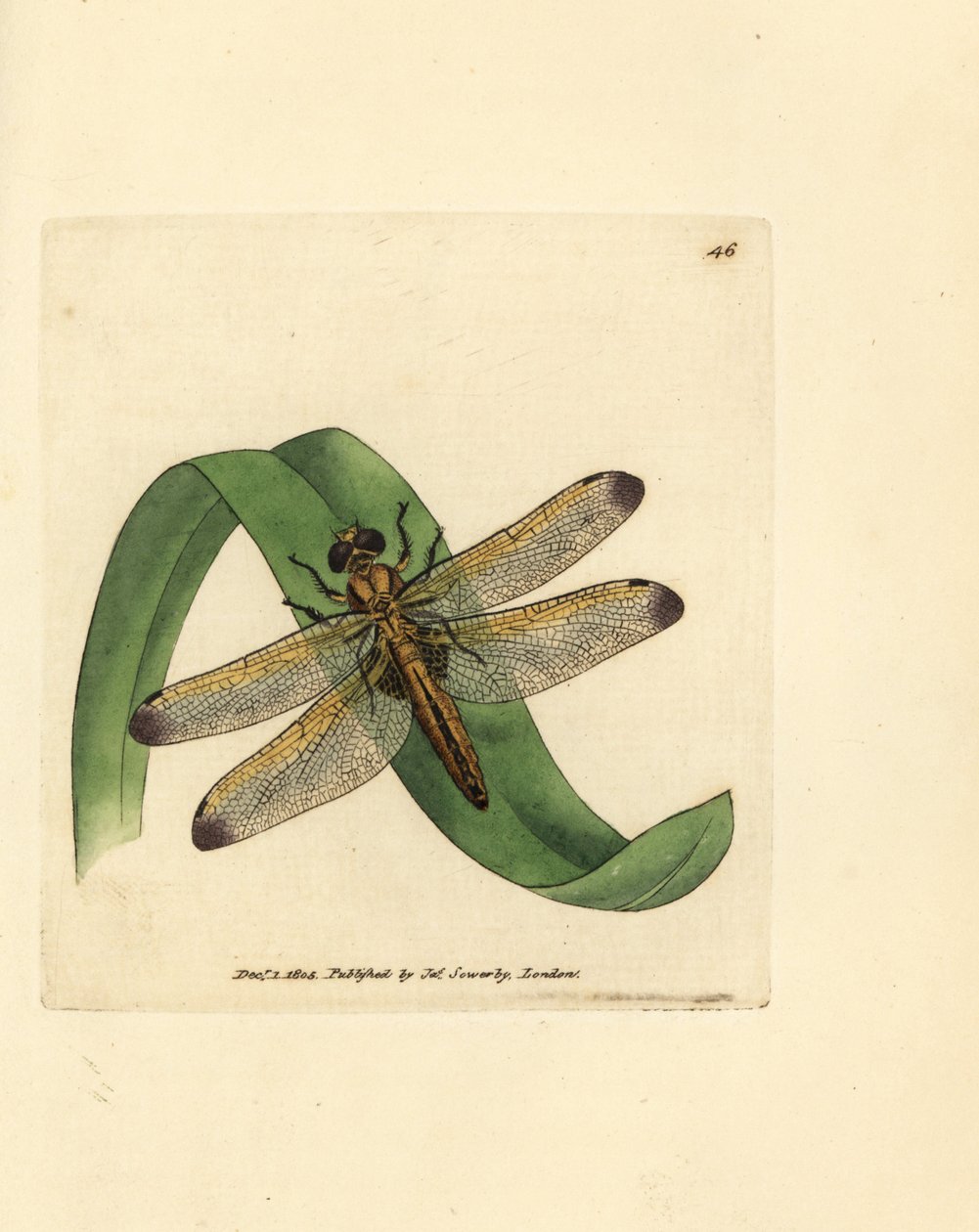 Blauwe glazenmaker, Libellula fulva. Illustratie van James Sowerby uit 