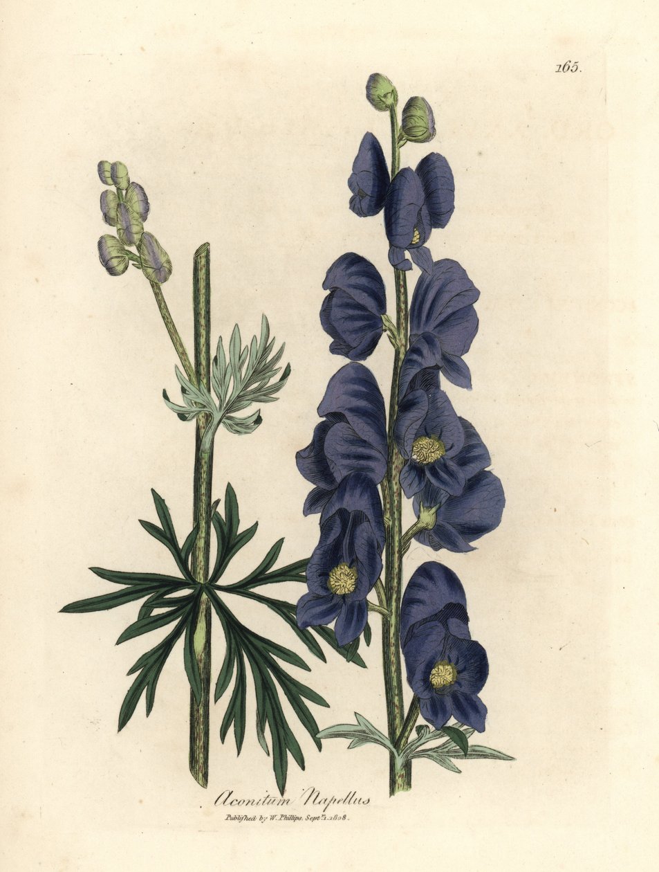 Blauwbloemige monnikskap, Aconitum napellus door James Sowerby