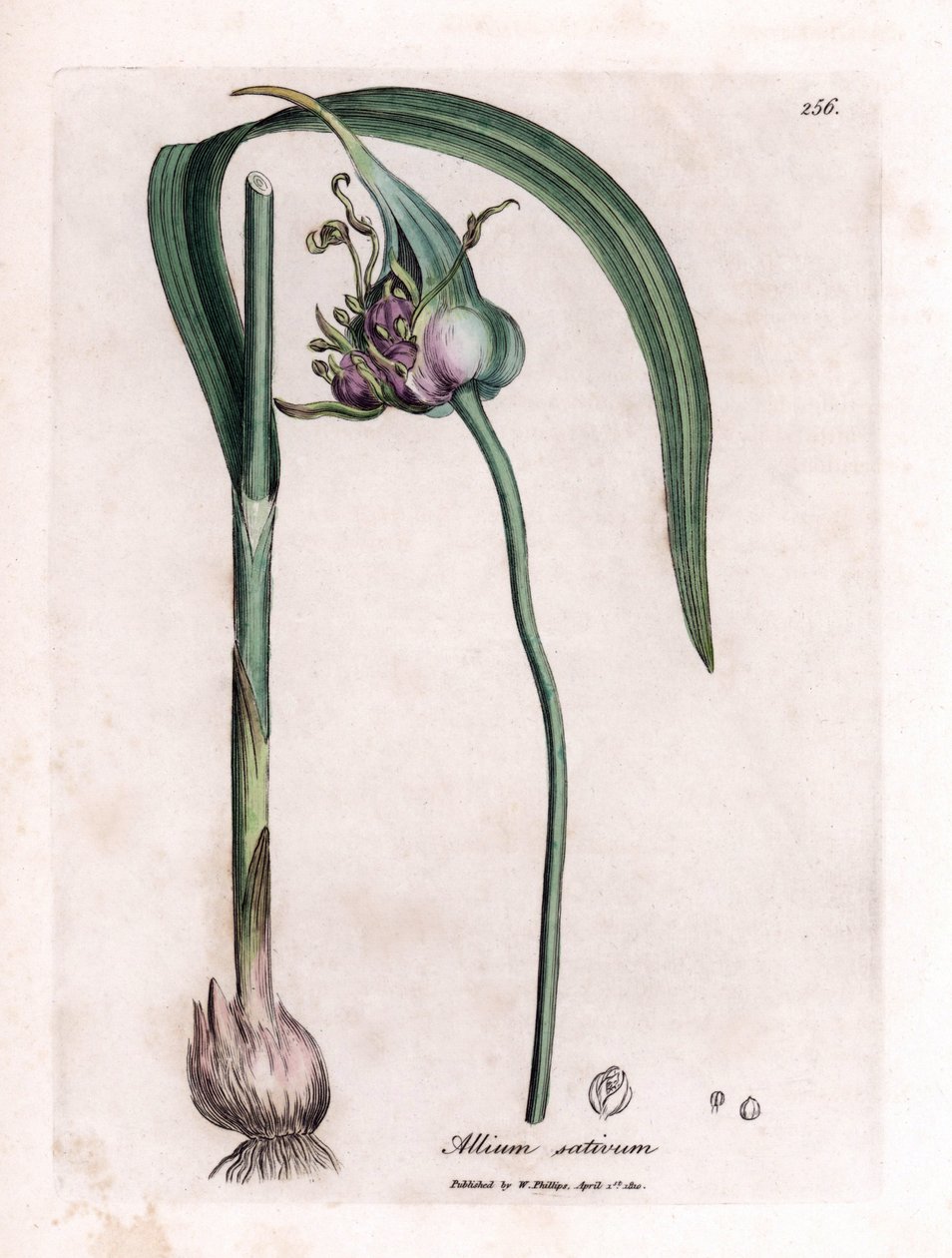 Botanische plaat: Knoflook kweken (Allium sativum) met bol, bladeren en paarse bloemen door James Sowerby