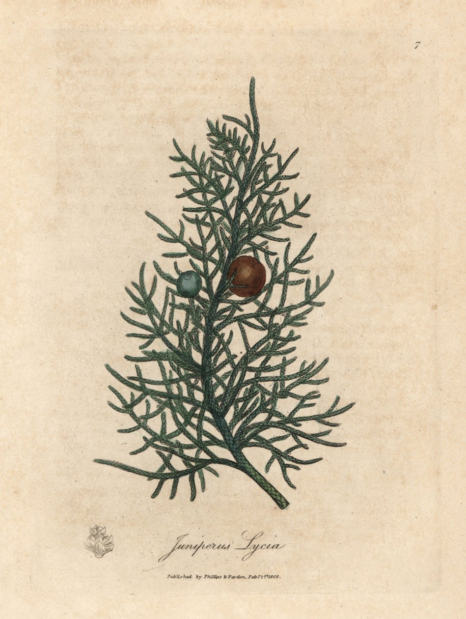 Tak en bessen van de cederboom, Juniperus lycia door James Sowerby