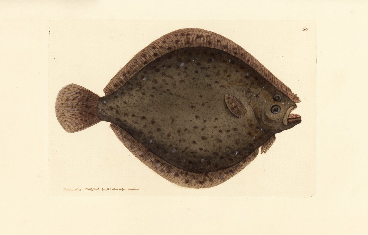 Griet of vlieger vis, Scophthalmus rhombus (Pleuronectes rhombus). Handgekleurde kopergravure door James Sowerby uit The British Miscellany, of Coloured figures of new, rare, or little known animal subjects. door James Sowerby