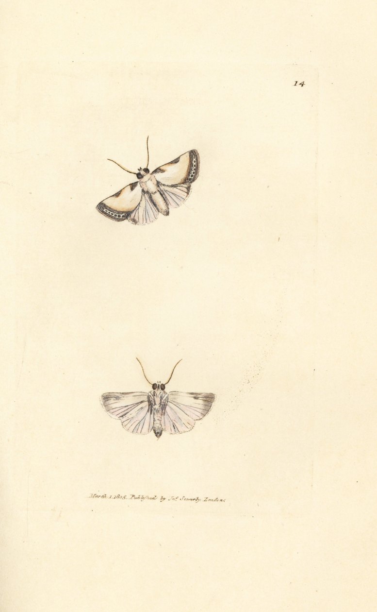 Brixton Beauty, Acontia nitidula (Phalaena catena). Handgekleurde kopergravure door James Sowerby uit The British Miscellany, of Coloured figures of new, rare, or little known animal subjects. door James Sowerby