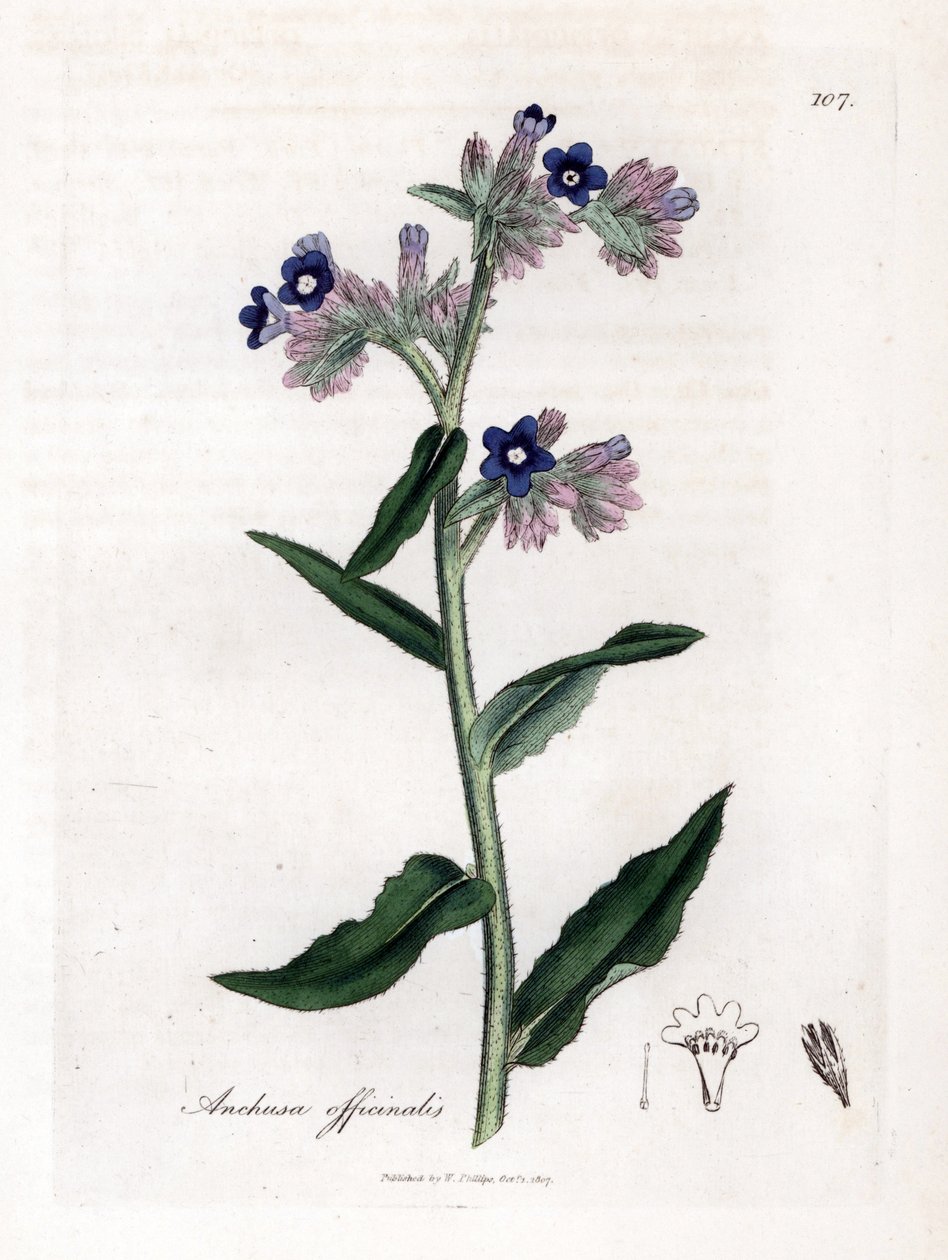 Officinale ossetong - Ossetong, Anchusa officinalis. Handgekleurde kopergravure uit een botanische illustratie door James Sowerby uit William Woodville en Sir William Jackson Hooker