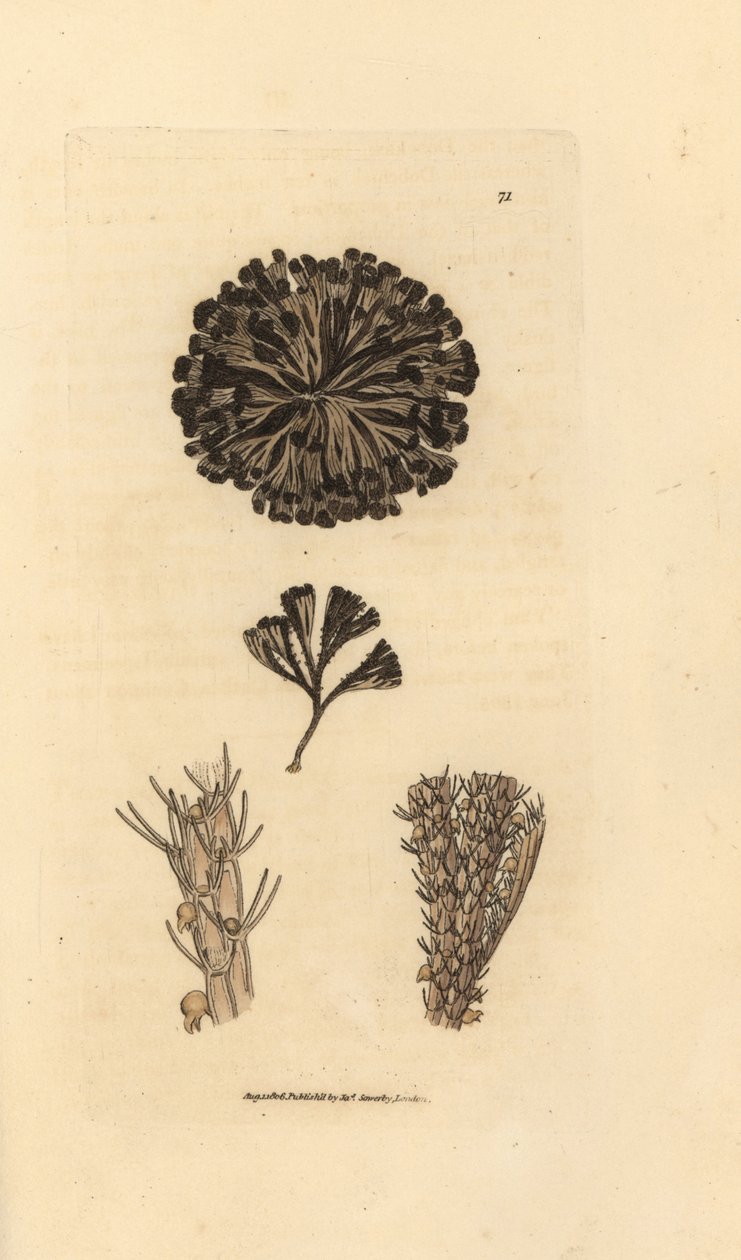 Bugulina avicularia door James Sowerby