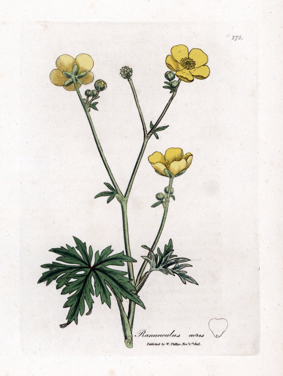 Boterbloem of Gouden knoop - Weideboterbloem, Ranunculus acris. Handgekleurde kopergravure uit een botanische illustratie door James Sowerby uit William Woodville en Sir William Jackson Hooker