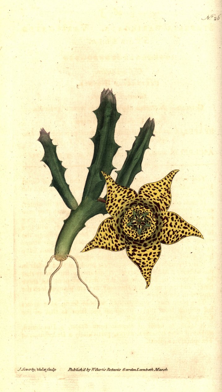 Cactus zetmeel - Orbea variegata (Bonte stapelia, Stapelia variegata). Handgekleurde kopergravure en botanische illustratie door James Sowerby uit William Curtis