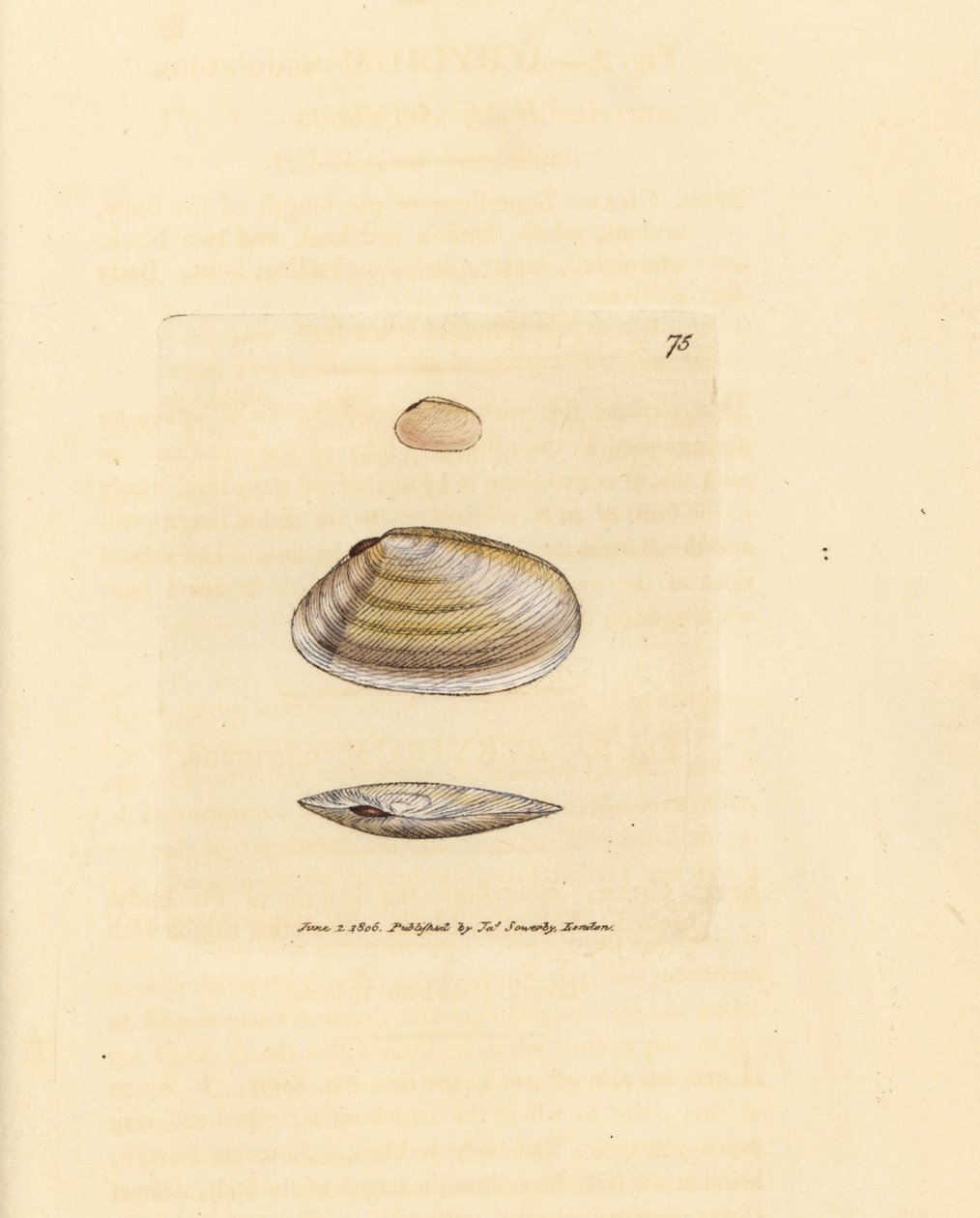 Snoepstok tellinaschelp, Tellina similis. Handgekleurde kopergravure door James Sowerby uit The British Miscellany, of Coloured figures of new, rare, or little known animal subjects. door James Sowerby
