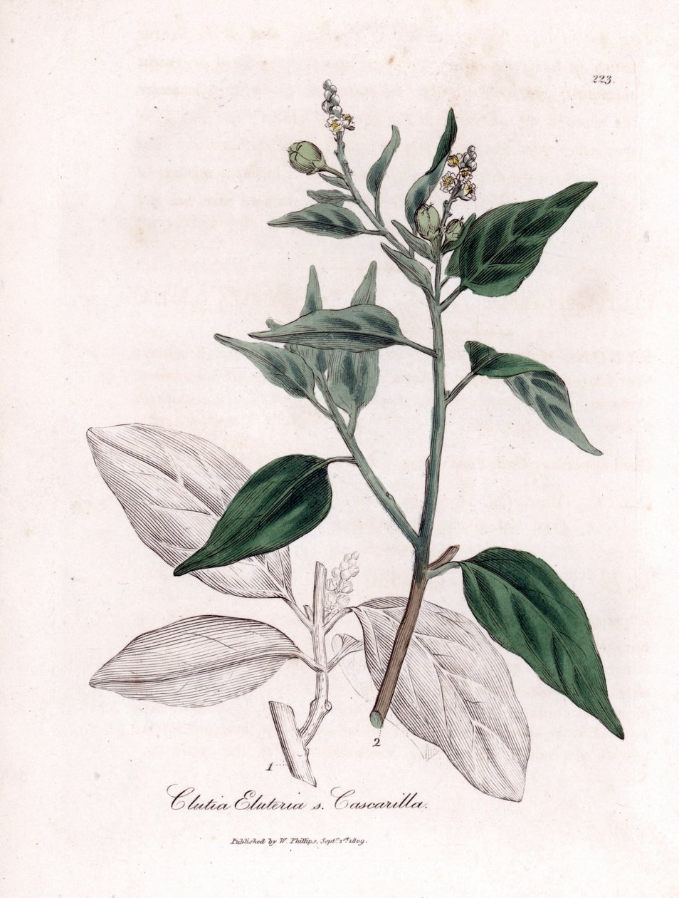 Cascarilla, Croton eluteria. Illustratie van James Sowerby uit William Woodville en Sir William Jackson Hooker
