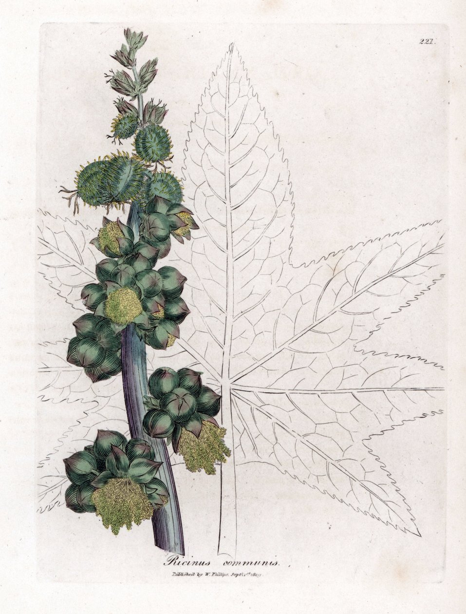 Wonderboom - Wonderboom, Ricinus communis. Handgekleurde kopergravure uit een botanische illustratie door James Sowerby uit William Woodville en Sir William Jackson Hooker
