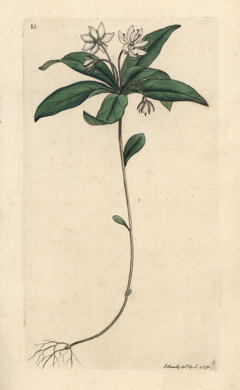 Vogelmuur wintergroen, Lysimachia europaea. Handgekleurde kopergravure naar een illustratie door James Sowerby uit James Smith