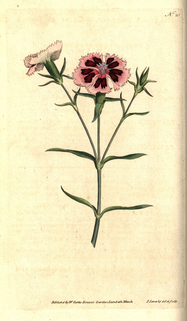 Chinese anjer, Dianthus chinensis door James Sowerby