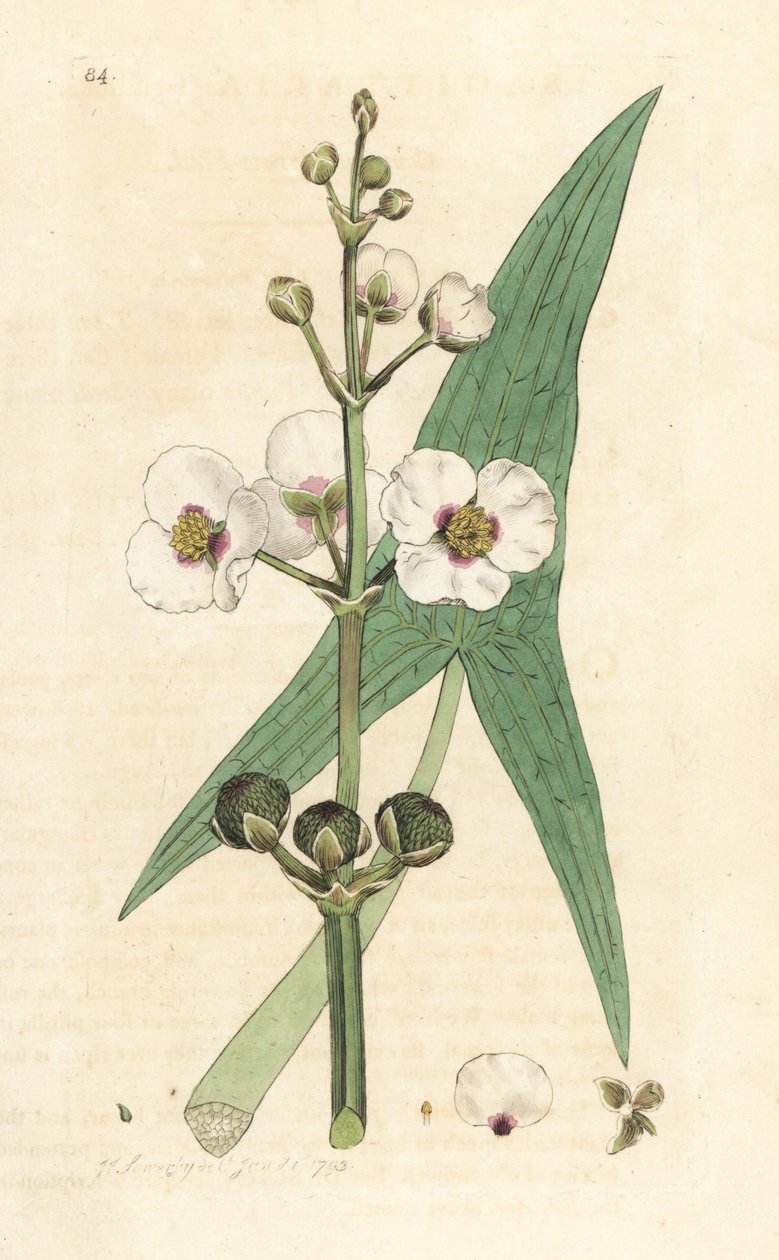 Pijlkruid, Sagittaria sagittifolia. Handgekleurde kopergravure naar een illustratie van James Sowerby uit James Smith