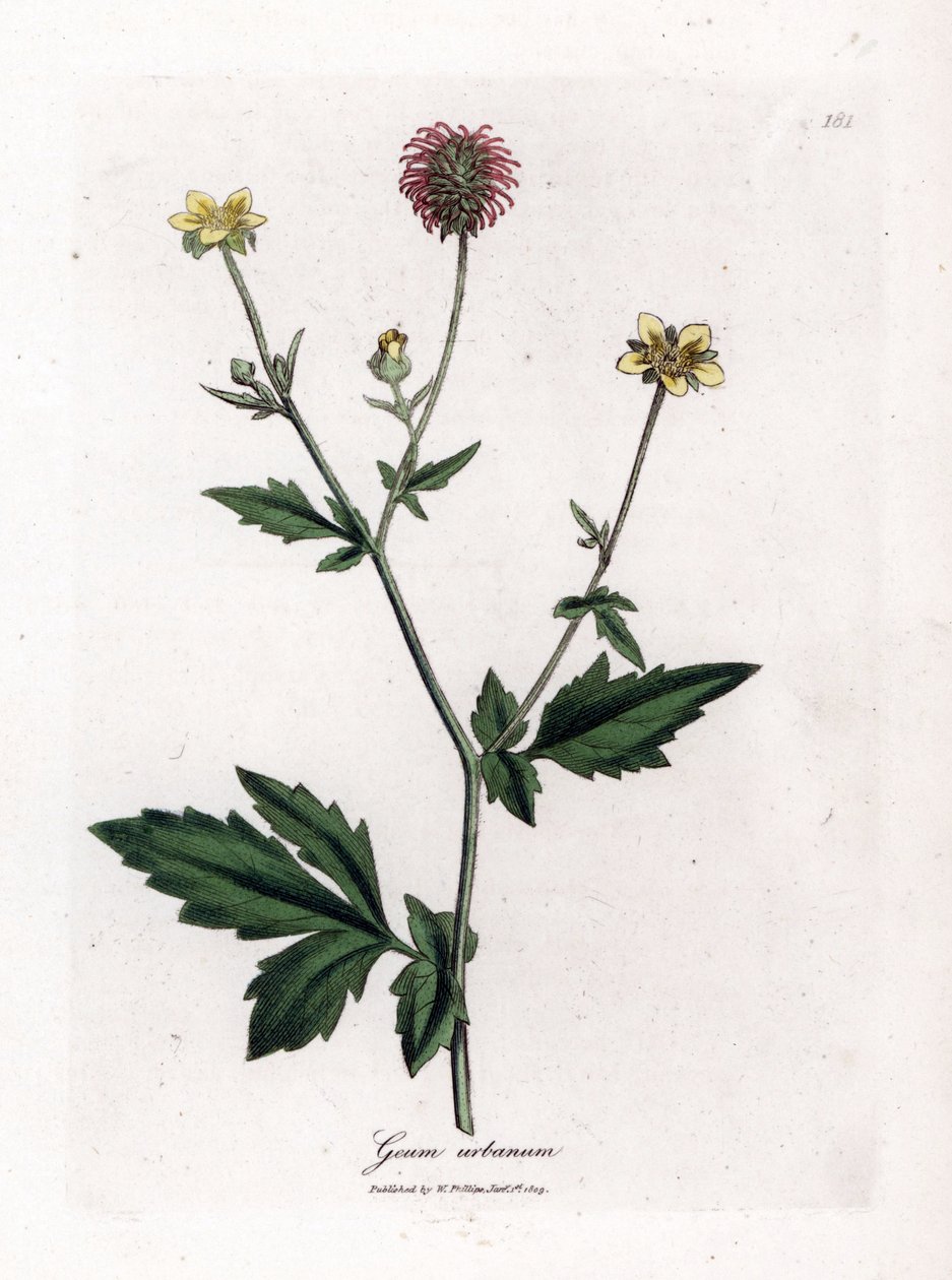 Gewone benoite of gras van Sint Benoit - Houtavens, Geum urbanum. Handgekleurde kopergravure uit een botanische illustratie door James Sowerby uit William Woodville en Sir William Jackson Hooker