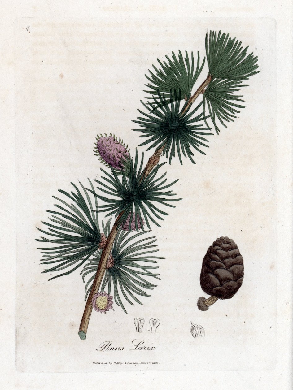 Gewone of Europese lariks - Europese lariksboom, Larix decidua. Handgekleurde kopergravure uit een botanische illustratie door James Sowerby uit William Woodville en Sir William Jackson Hooker