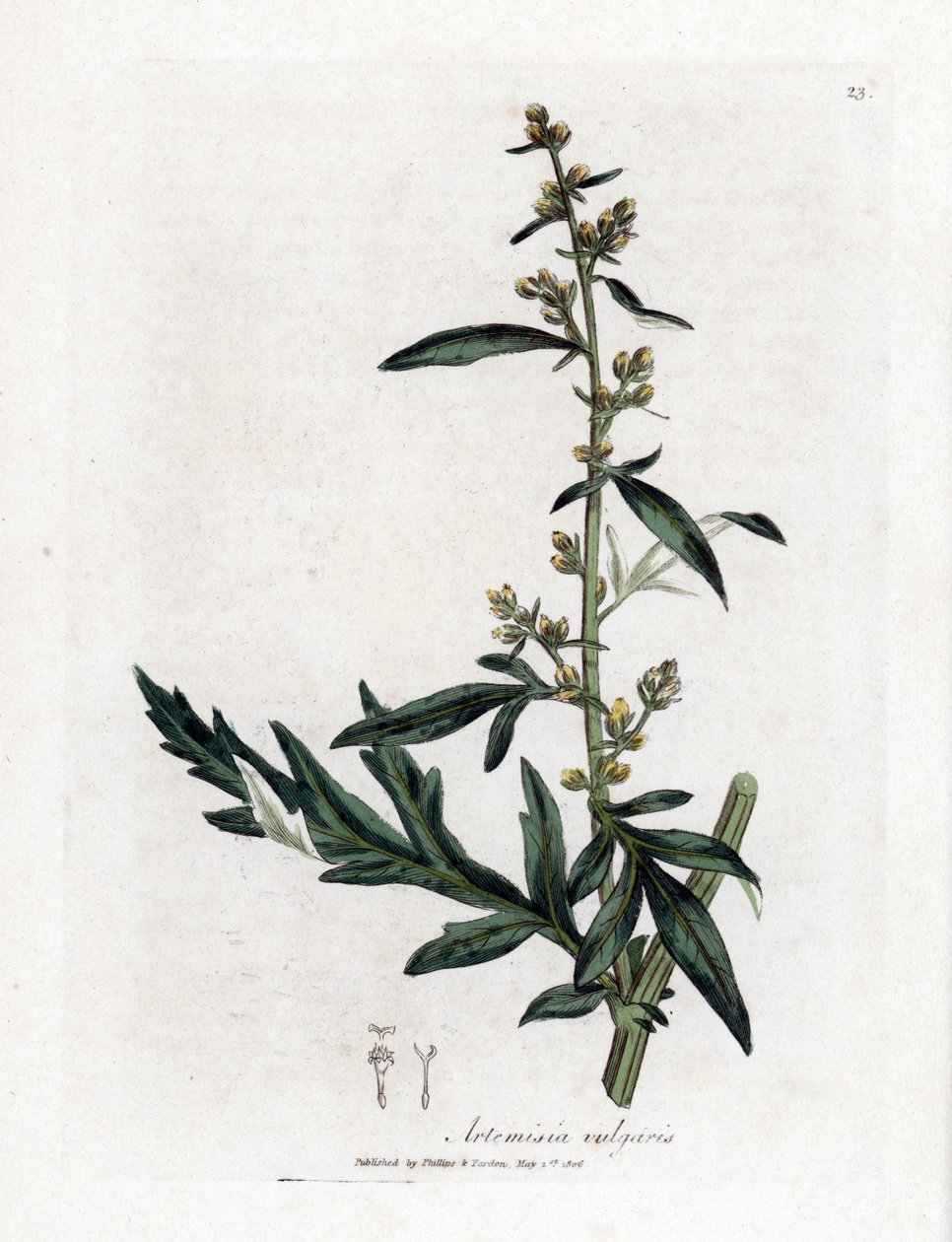 Bijvoet, Artemisia vulgaris. Illustratie van James Sowerby uit William Woodville en Sir William Jackson Hooker