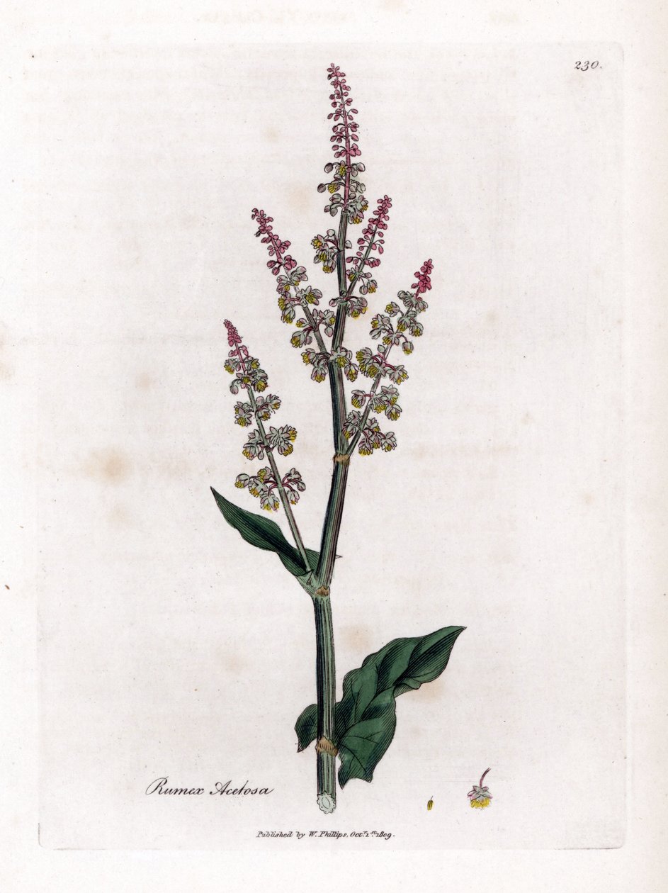 Tuinzuring, Rumex acetosa. Illustratie van James Sowerby uit William Woodville en Sir William Jackson Hooker