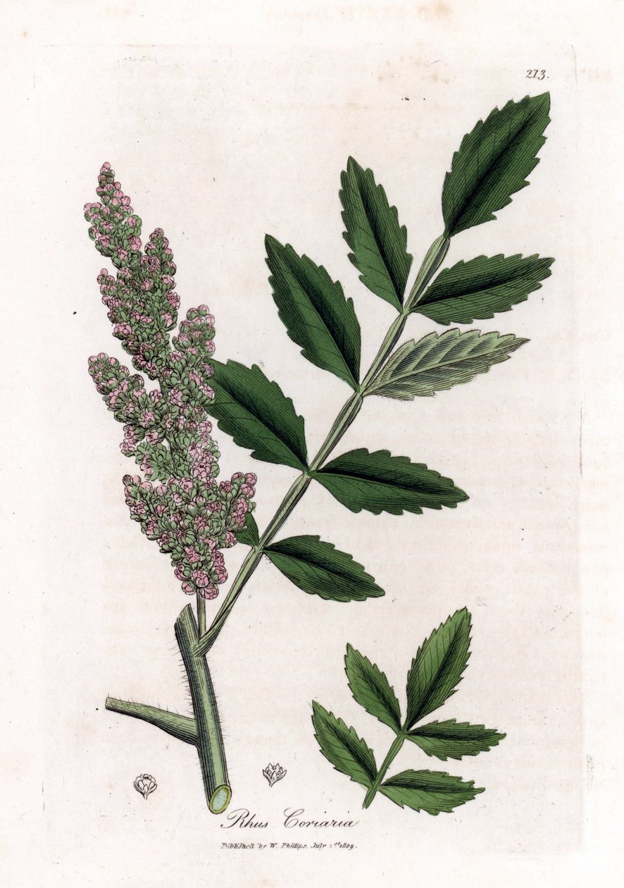 Sumak, Rhus coriaria. Illustratie van James Sowerby uit William Woodville en Sir William Jackson Hooker