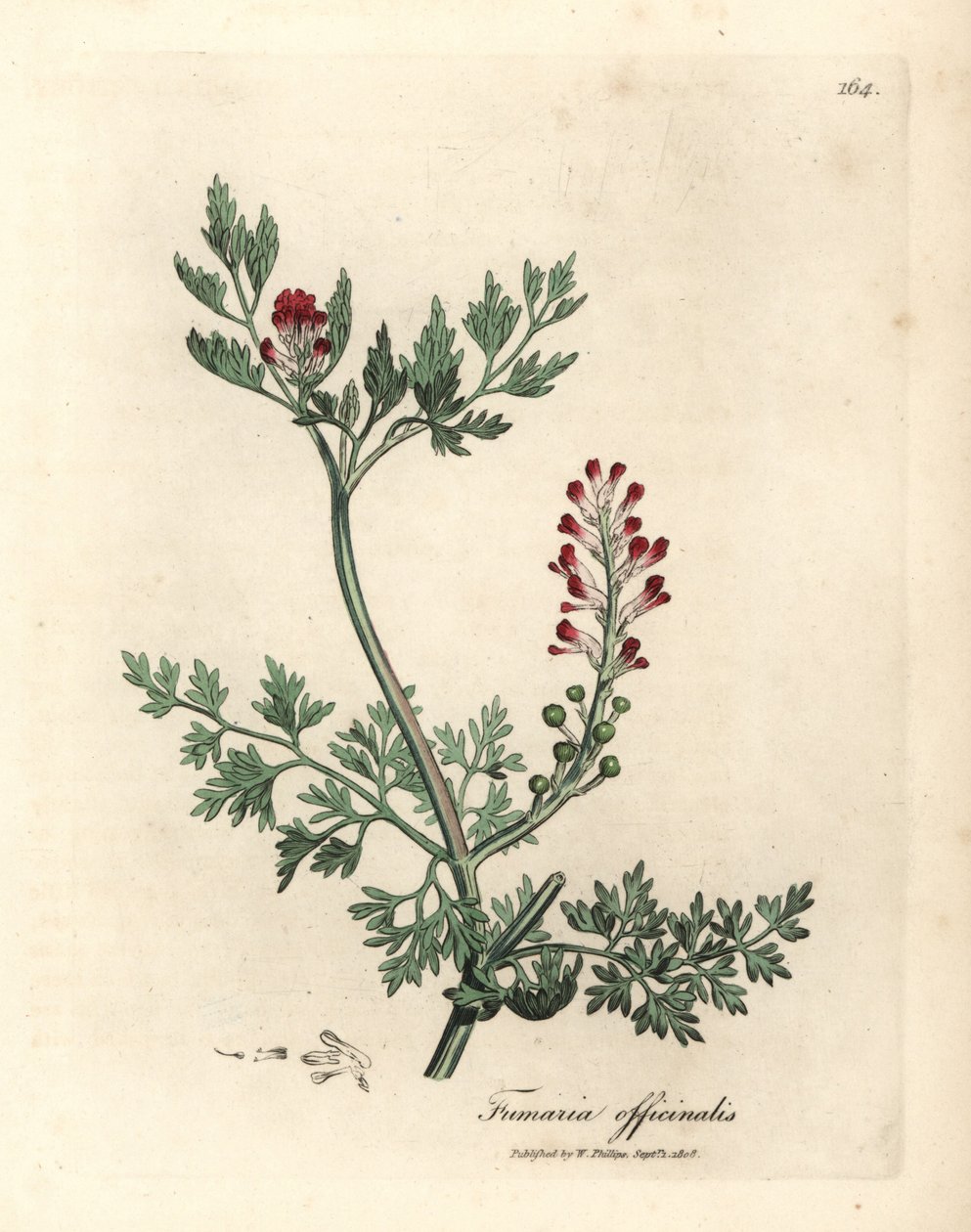 Karmozijnrode bloeiende duivenkervel, Fumaria officinalis door James Sowerby