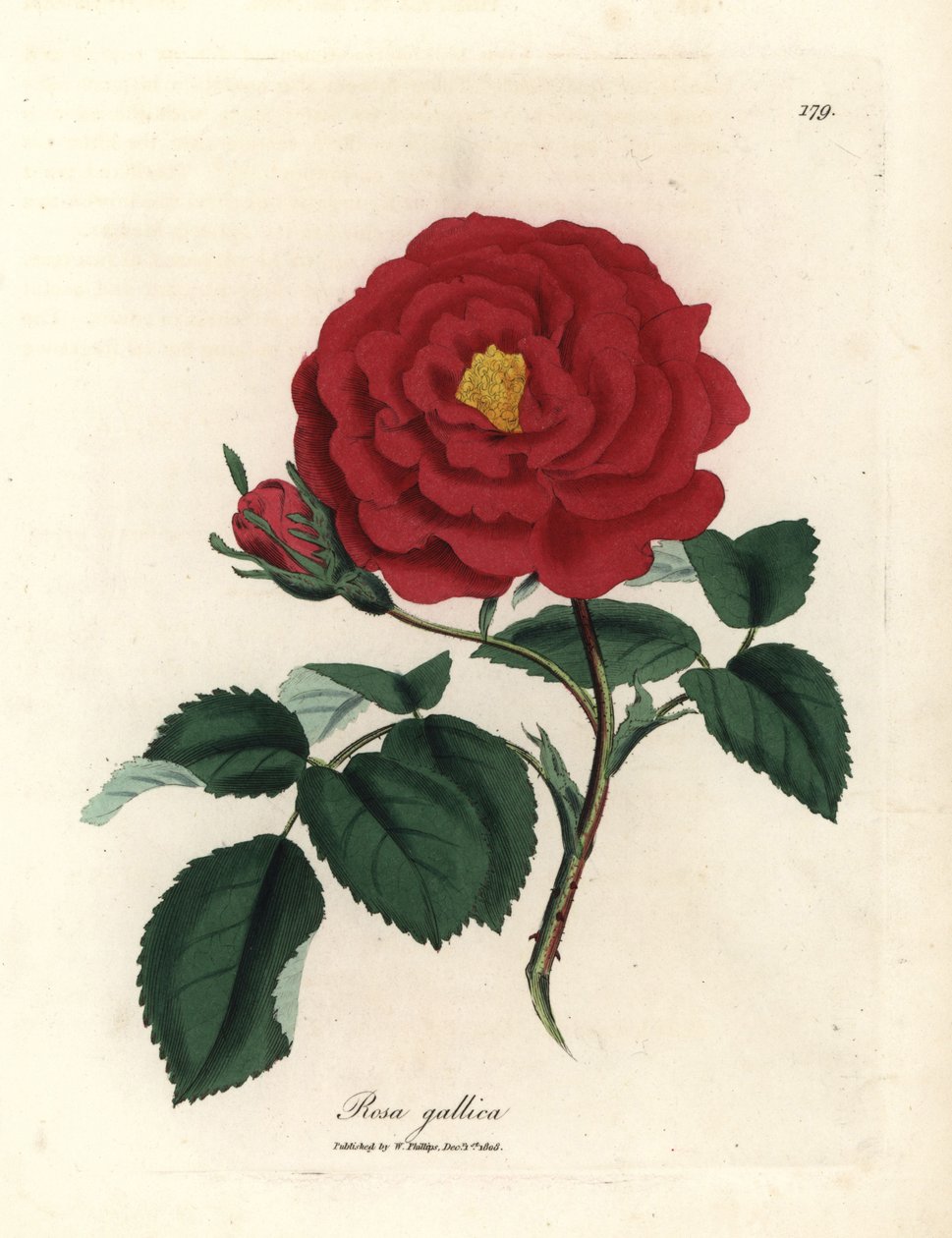 Karmozijnrode apothekersroos, Rosa gallica door James Sowerby