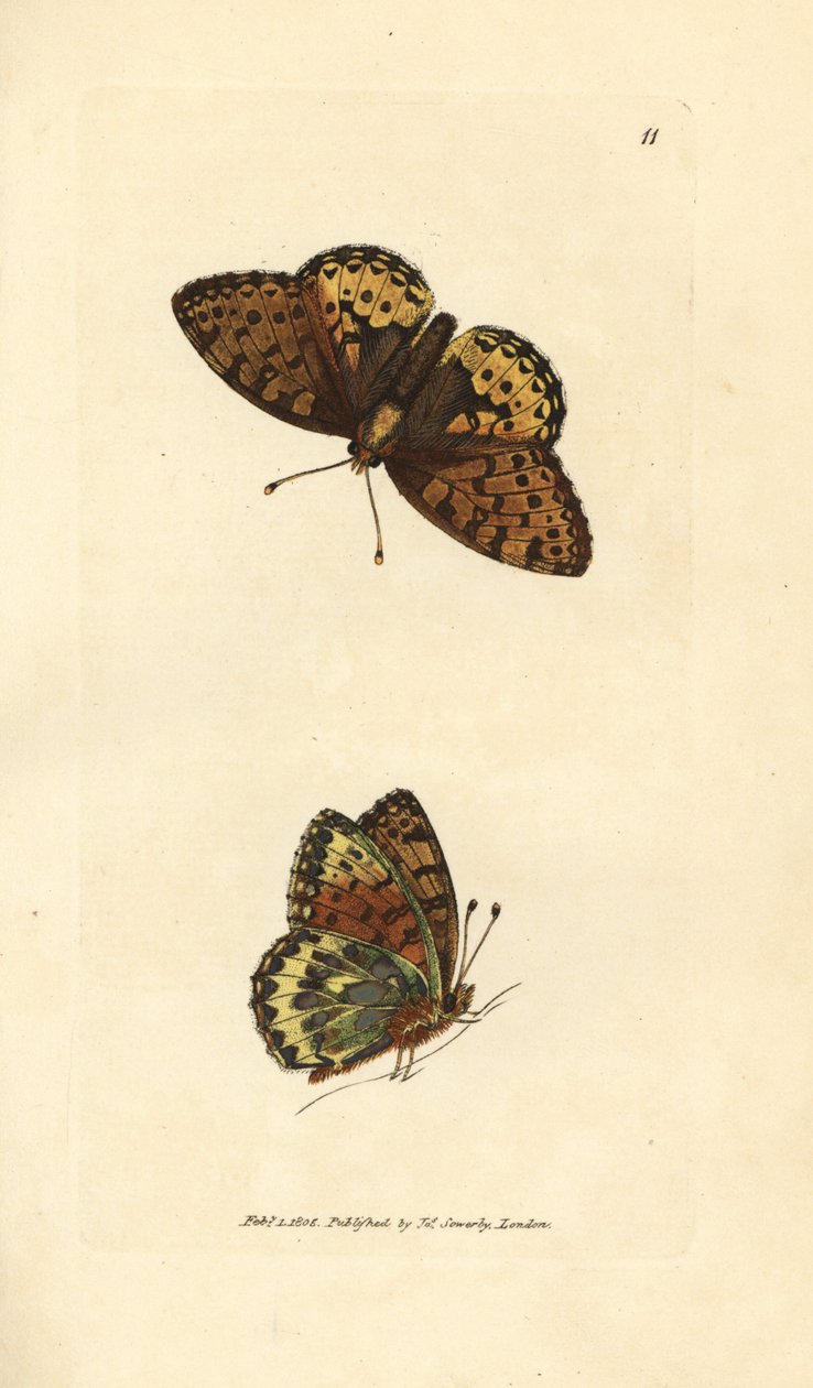 Donkergroene parelmoervlinder, Argynnis aglaia door James Sowerby