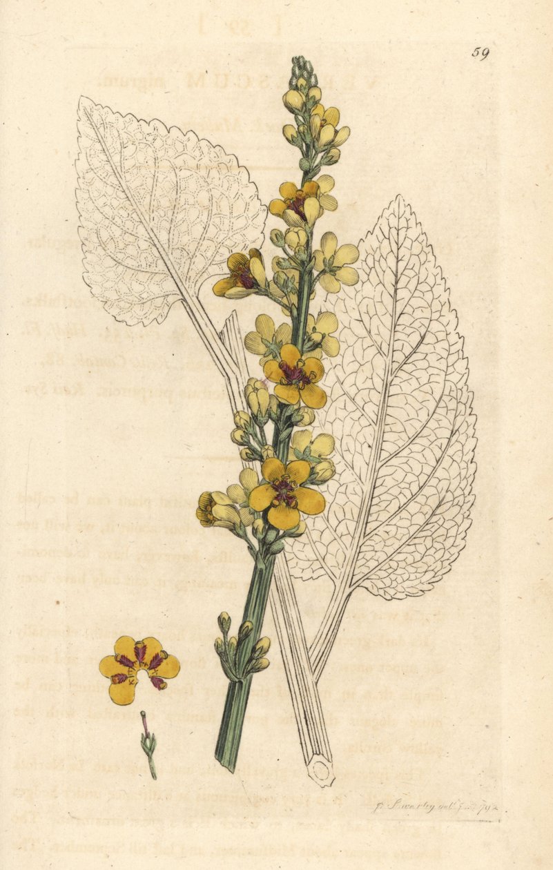 Donkere toorts, Verbasum nigrum (zwarte molene) door James Sowerby