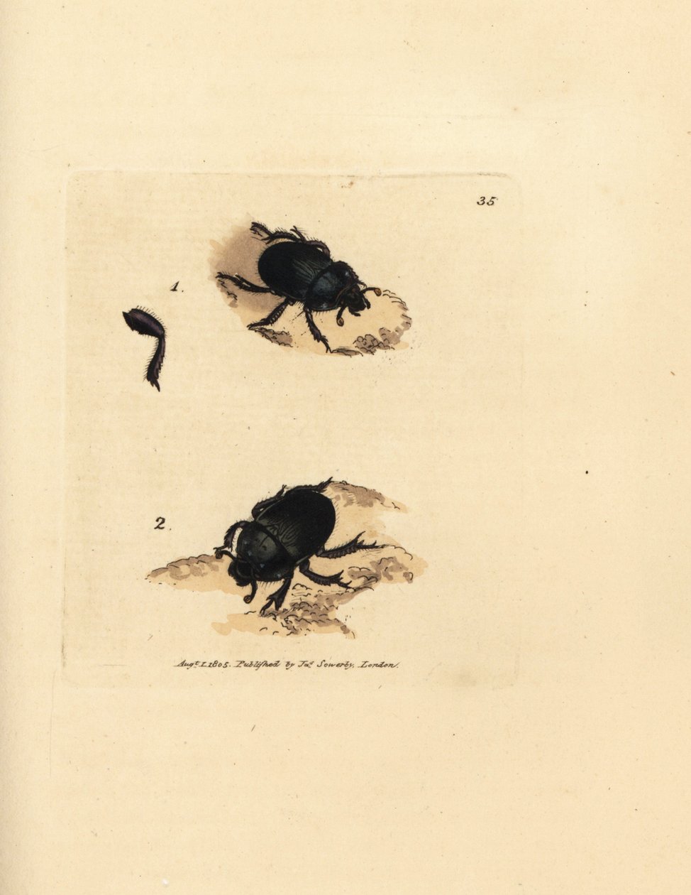 Aardkever of mestkever, Geotrupes puncticollis (Scarabaeus spiniger). Handgekleurde kopergravure door James Sowerby uit The British Miscellany, of Coloured figures of new, rare, or little known animal subjects. door James Sowerby