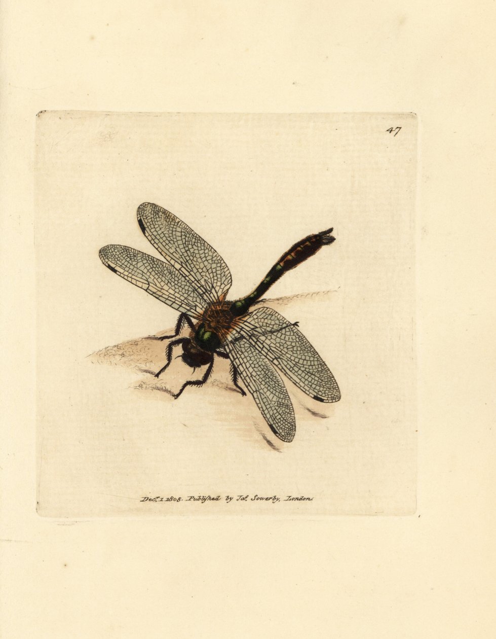 Donkere smaragdlibel, Cordulia aenea (Metalen libel, Libellula aenea) door James Sowerby