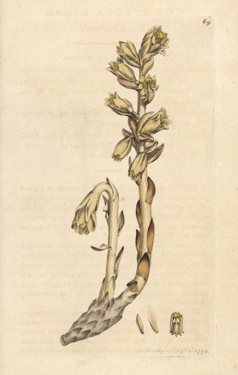 Geel vogelnest, Monotropa hypopitys (Aristoloche) Handgekleurde kopergravure naar een illustratie door James Sowerby uit James Smith