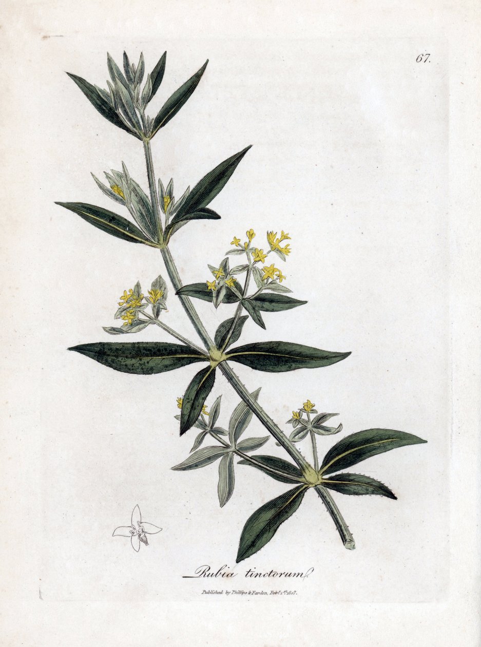 Meekrap, Rubia tinctorum. Illustratie van James Sowerby uit William Woodville en Sir William Jackson Hooker