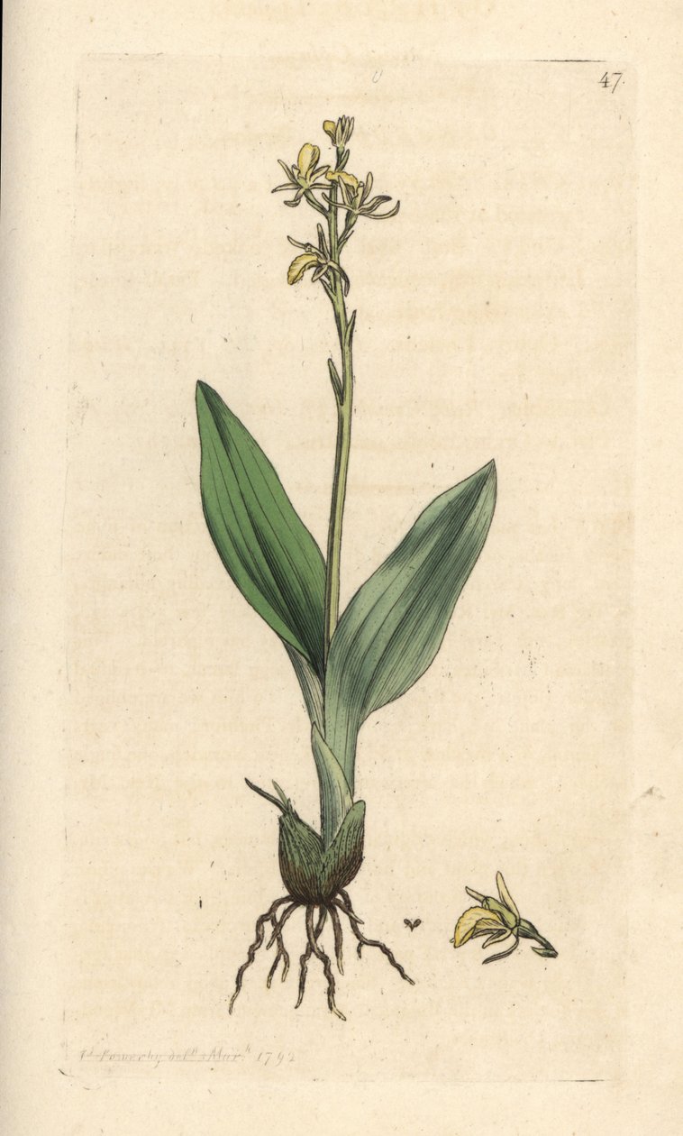 Moerasorchis, Liparis loeselii. Illustratie van James Sowerby uit James Smith