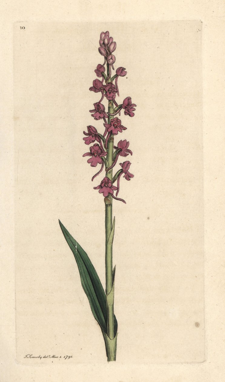 Geurige orchis, Gymnadenia conopsea. Handgekleurde kopergravure naar een illustratie van James Sowerby uit James Smith