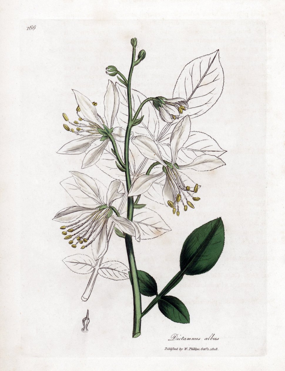Fraxinelle - Witte fraxinella of basterd diptam, Dictamnus albus. Handgekleurde kopergravure uit een botanische illustratie door James Sowerby uit William Woodville en Sir William Jackson Hooker